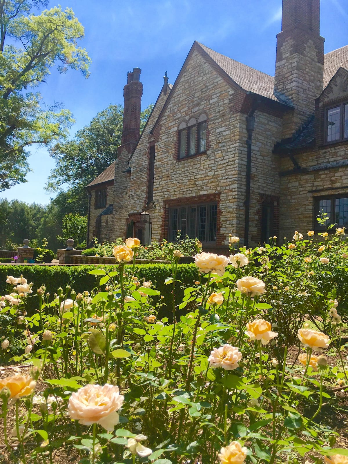 Stone Tudor mansion with yellow roses in sunny garden